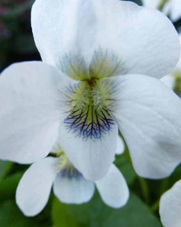 3 Violettes odorantes Pensées - Viola odorata alba - Plantes vivaces