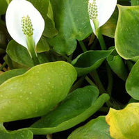 Arum d'eau - Calla palustris - Plantes d'extérieur