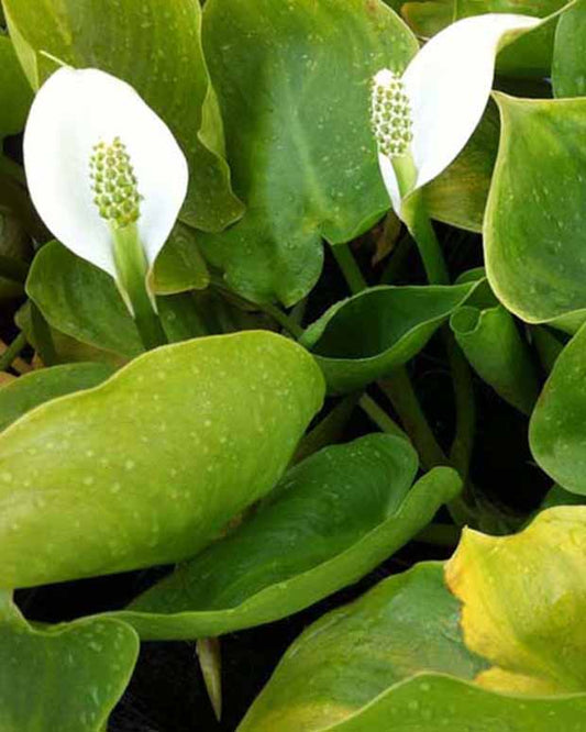 Arum d'eau - Calla palustris - Plantes d'extérieur