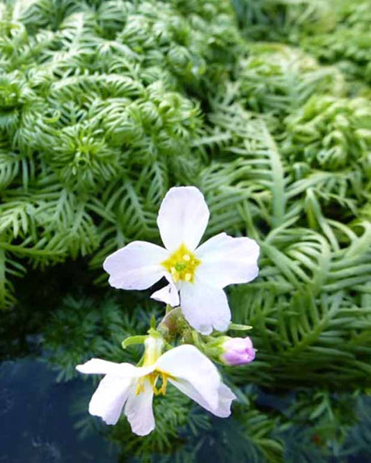 Hottonie des marais - Hottonia palustris - Toutes les plantes de bassin