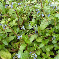 Véronique des ruisseaux - Veronica beccabunga - Plantes d'extérieur