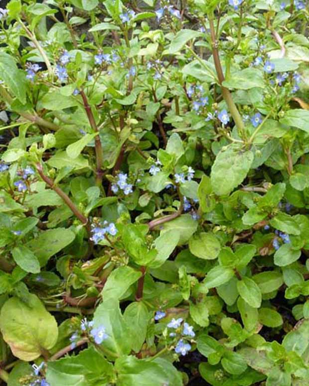 Véronique des ruisseaux - Veronica beccabunga - Plantes d'extérieur