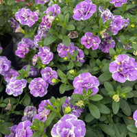 3 Mini-pétunia Double Loopy Lavande - Calibrachoa Double Loopy Lavender - Plantes d'extérieur