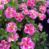 3 Mini-pétunia Double Loopy Rose - Calibrachoa Double Loopy Pink - Bakker