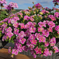 3 Mini-pétunia Double Loopy Rose - Calibrachoa Double Loopy Pink - Plantes d'extérieur