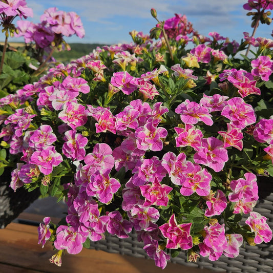3 Mini-pétunia Double Loopy Rose - Bakker