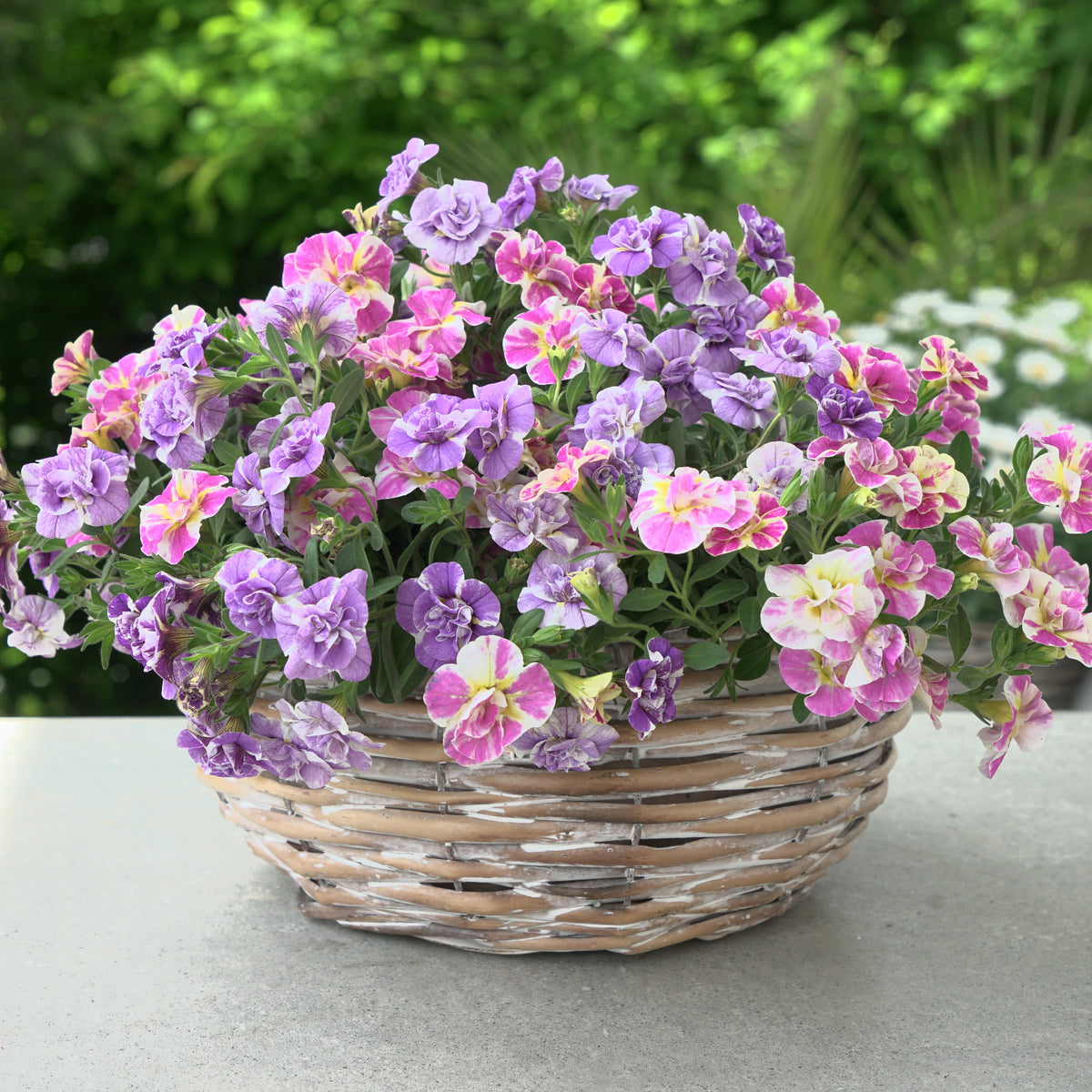 Collection de 6 Mini-pétunia Double Loopy - Calibrachoa Double Loopy Lavender + Pink - Bakker