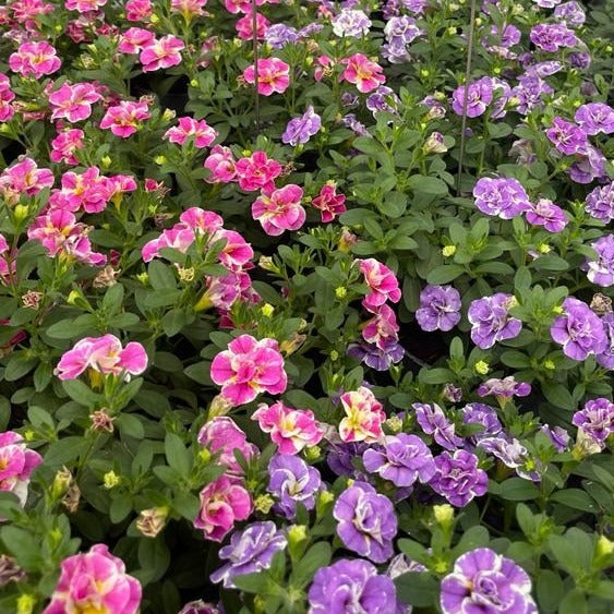 Collection de 6 Mini-pétunia Double Loopy - Bakker