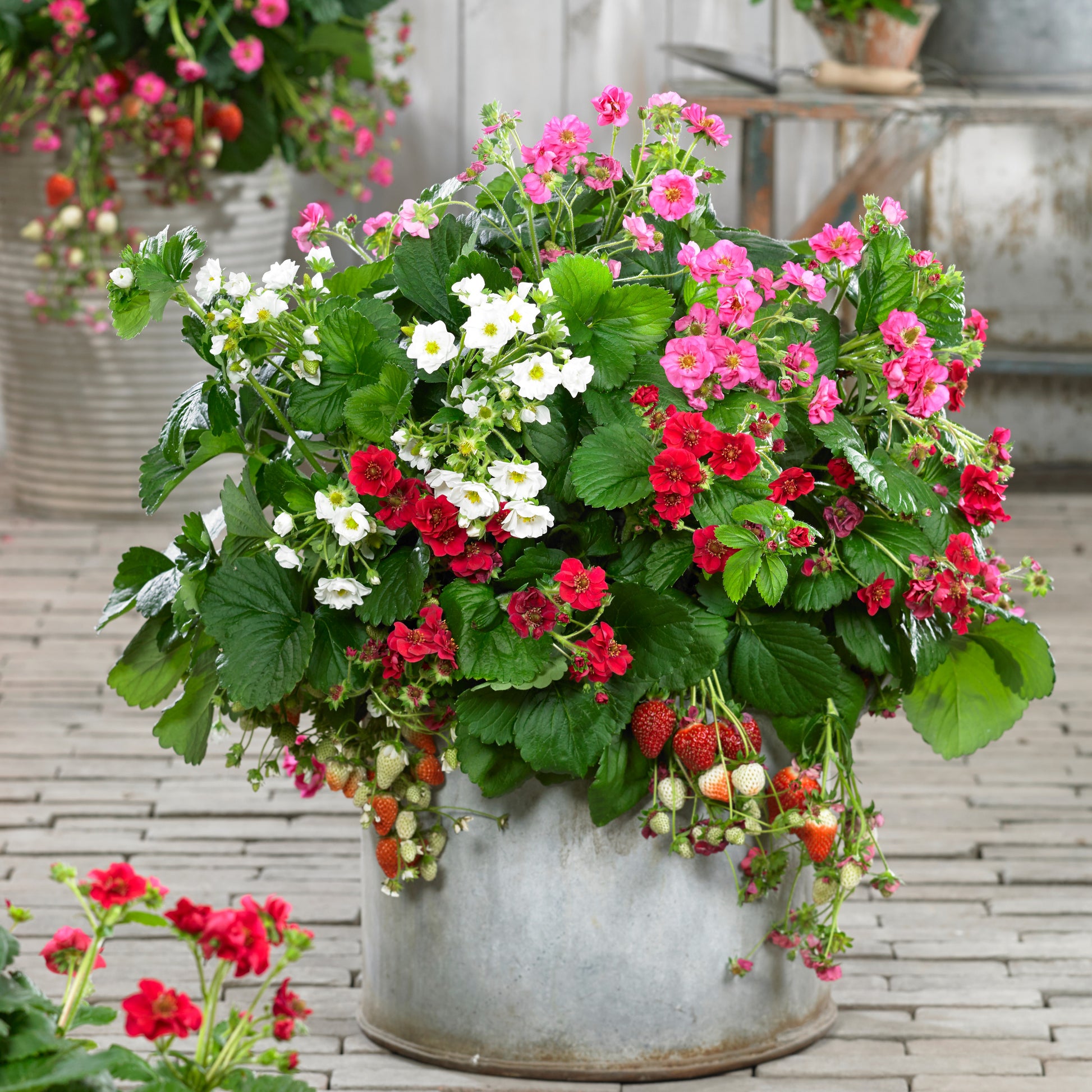 3 Fraisiers à fleurs doubles en mélange - Fragaria Summer Breeze (red, pink + white) - Fruitiers