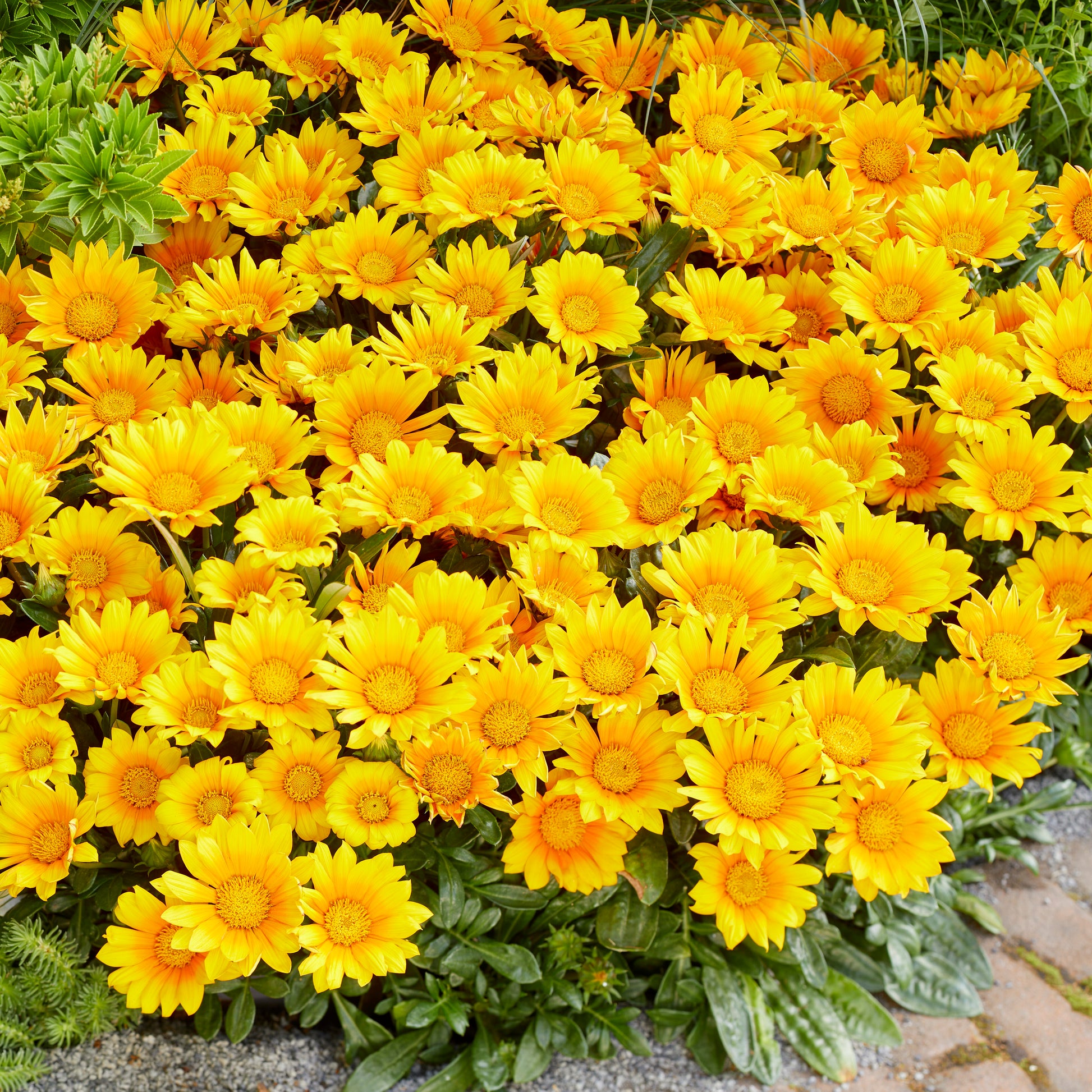 3 Gazania Suncarpet®