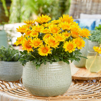Gazania Suncarpet® - Gazania Suncarpet® - 