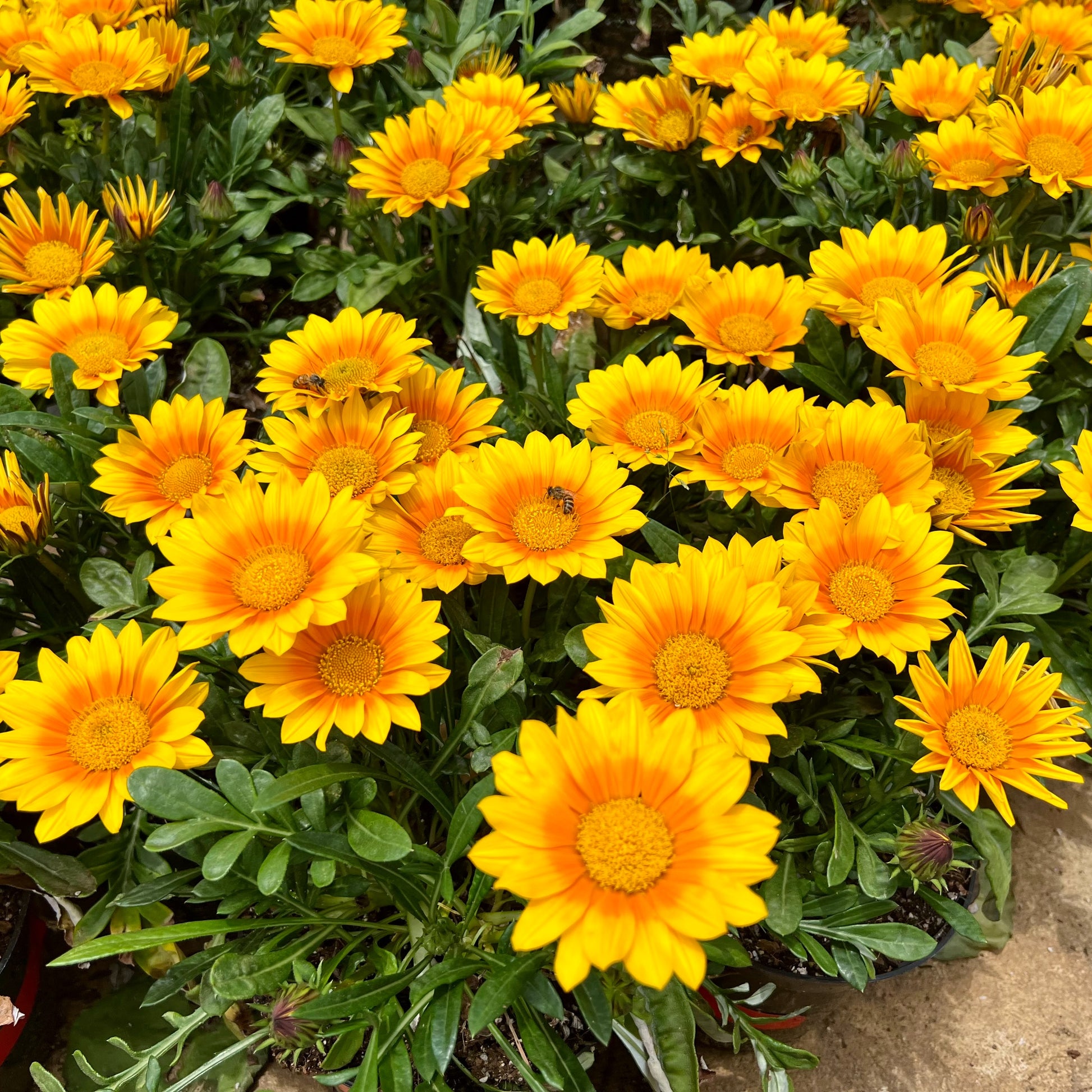 3 Gazania Suncarpet® - Gazania Suncarpet® - Plantes vivaces