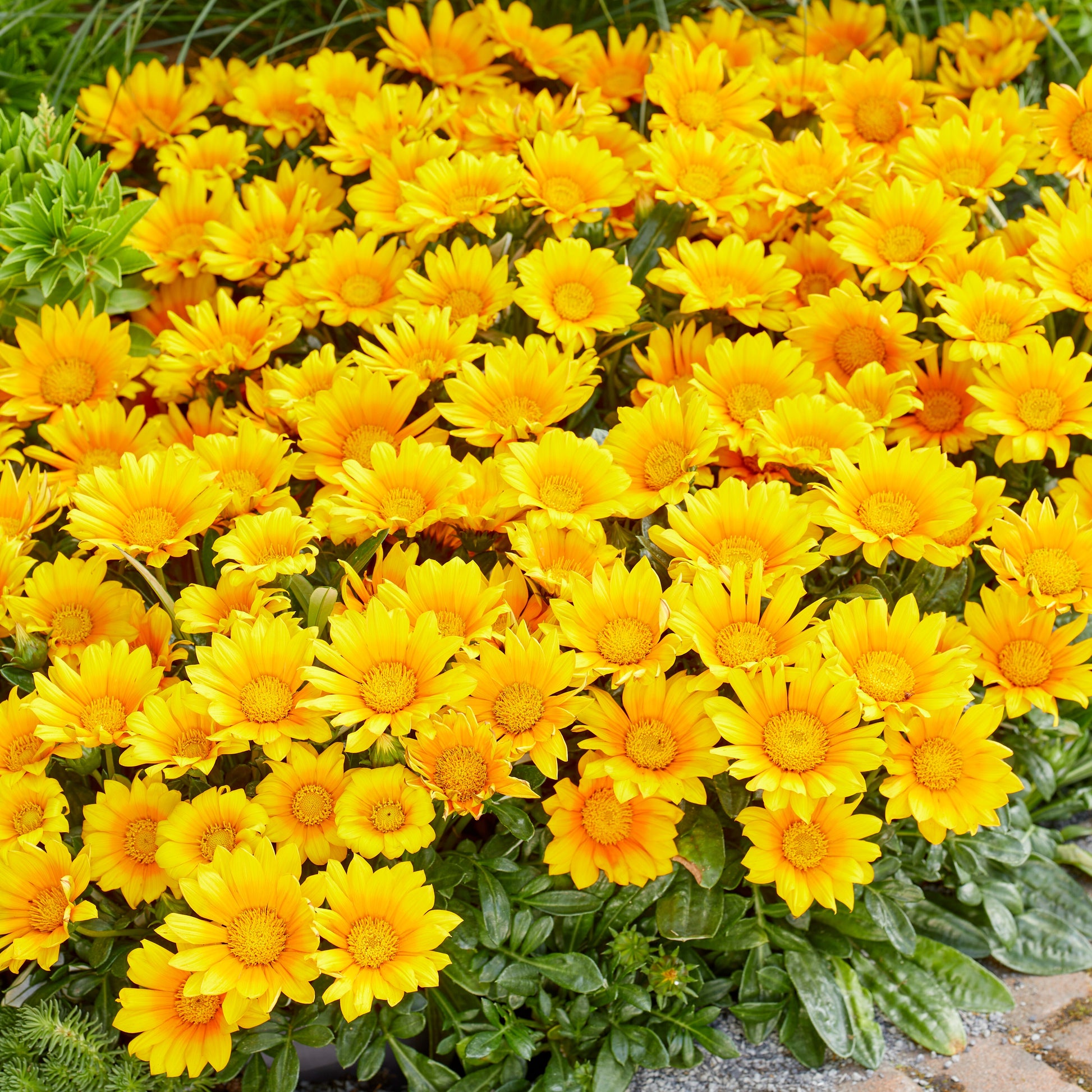 3 Gazania Suncarpet® - Gazania Suncarpet® - Plantes d'extérieur