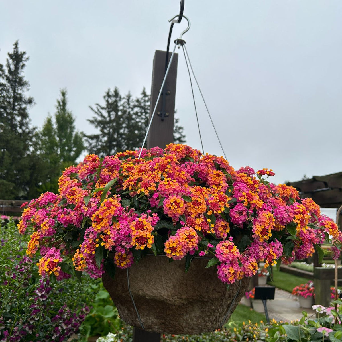 Lantana Passionfruit - 3 Lantana Passionfruit - Fleurs pour terrasses et balcons