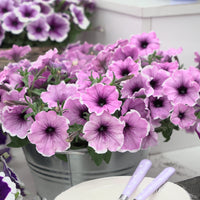 3 Pétunias Lavender Blush - Petunia Famous Lavender Blush - Plantes à fleurs