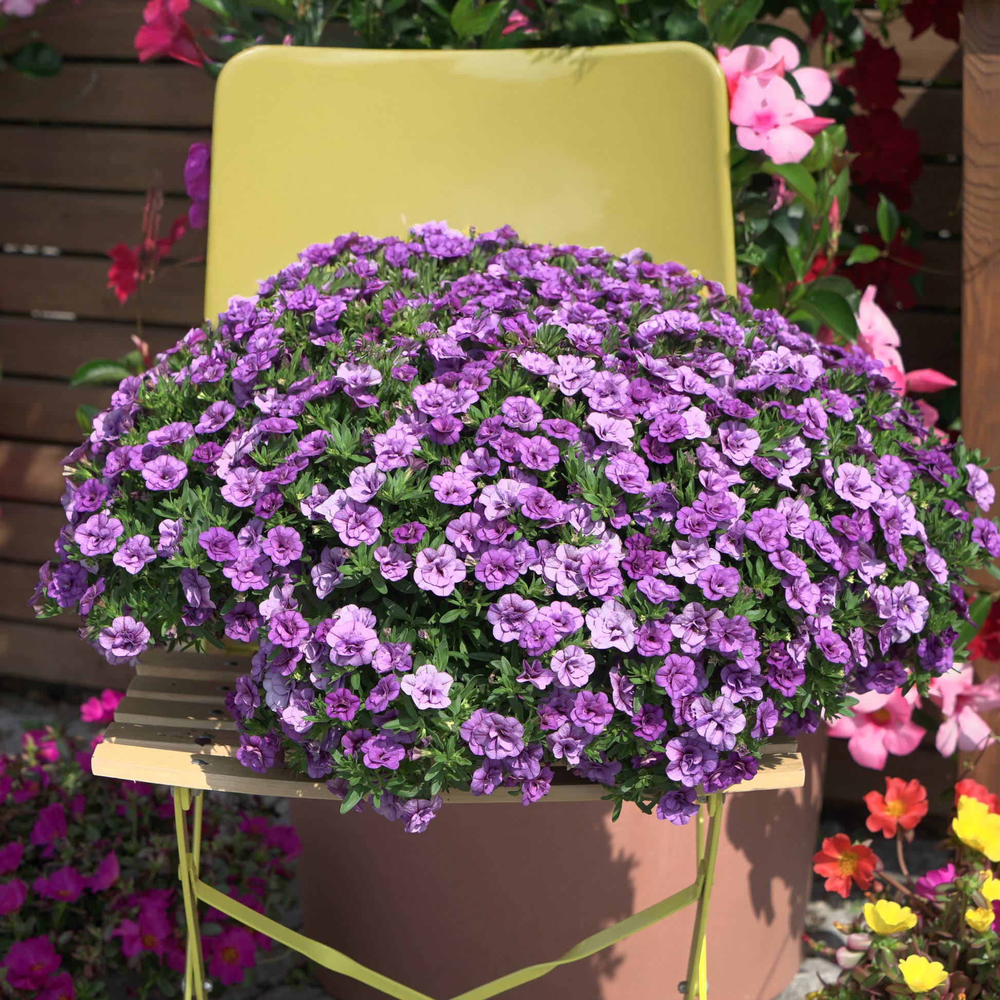 Calibrachoa hybride double Amethyst - Mini-pétunia à fleurs doubles violettes  - Petunia et Calibrachoa