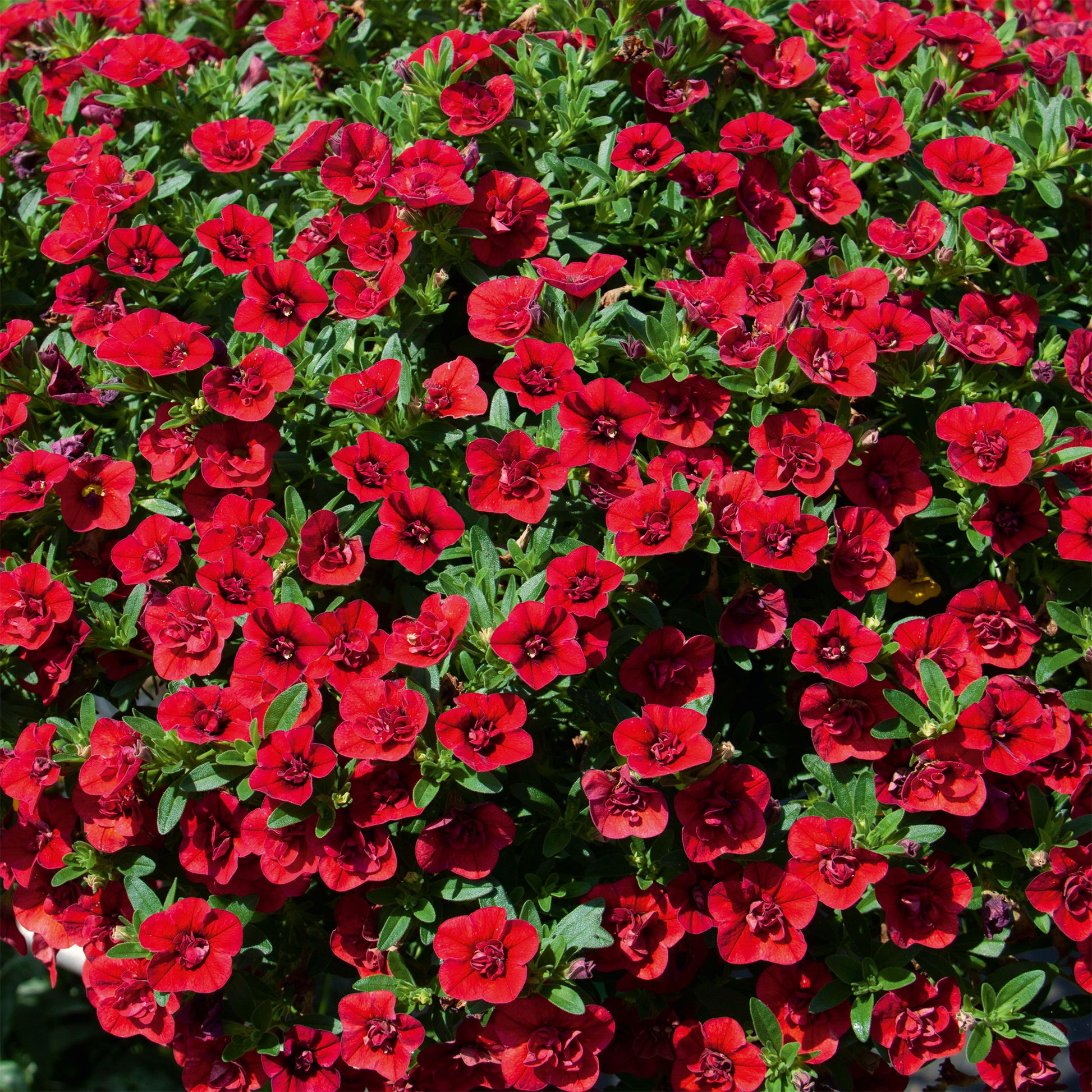 Mini-pétunia à fleurs doubles rouges - Bakker