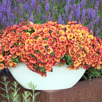 Mini-pétunia oranges - Calibrachoa hybride orange - Bakker