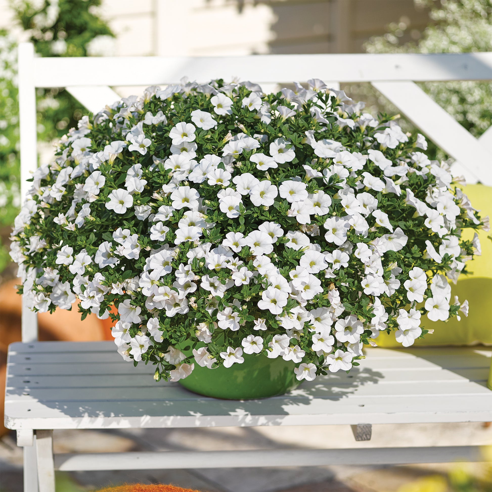 Mini-pétunia blanches - Calibrachoa hybride white - Bakker