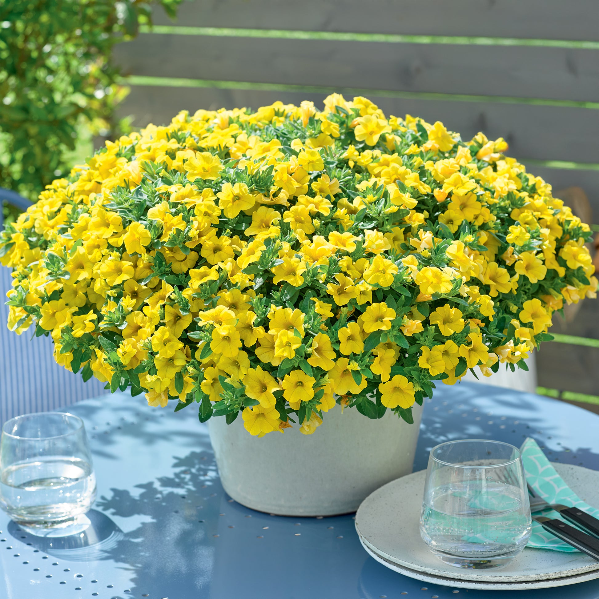 Mini-pétunia jaunes - Calibrachoa hybride yellow - Bakker