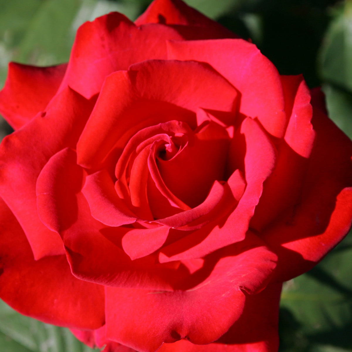 Rosa Grande Amore ® - Rosier buisson Grande Amore ® - Rosiers