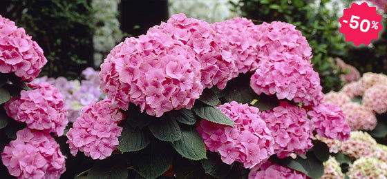 L'hortensia 'Rosita' est à -50% soit 8,97€ au lieu de 17,95€ !