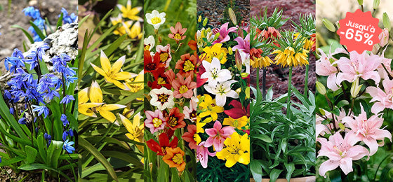 Bulbes : nos coups de cœur à prix mini !