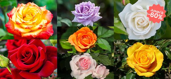 7 Rosiers buisson jusqu'à -60% de remise, tous à moins de 3€ !