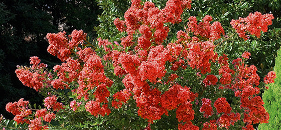 Le Lilas des Indes rouge est à -50% soit 8.72€ au lieu de 17.45€ !