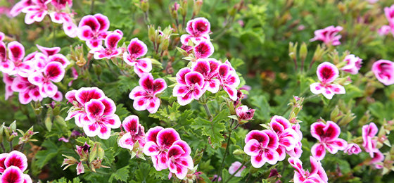 Les 3 Géraniums parfumés Pansy sont à -55% soit 6.50€ au lieu de 14.45€