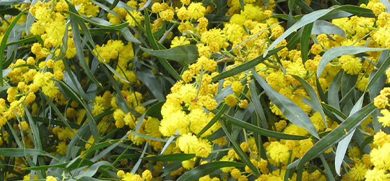 Le Mimosa des 4 saisons est à -60% soit 4.58€ au lieu de 11.45€
