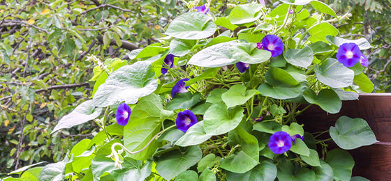 L’Ipomée à grandes fleurs est à -55% soit 4.02€ au lieu de 8.95€ ! 