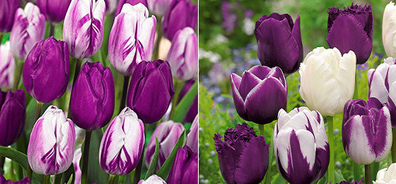 Les 10 tulipes en mélange sont à -50% soit 3.72€ au lieu de 7.45€ ! 