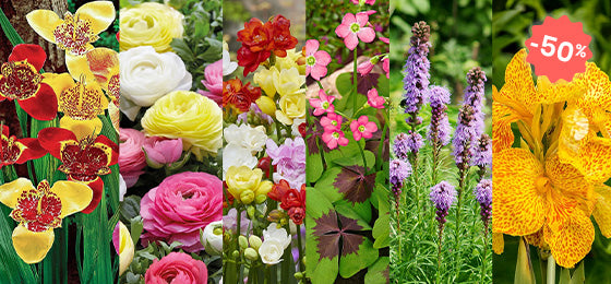 Deal du week-end : -50% sur 6 bulbes d'été, nos coups de cœur