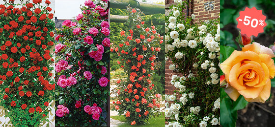 Profitez de nos 5 rosiers grimpants à -50% de remise !