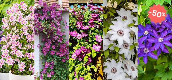 Profitez de 5 variétés de clématites à -50% !