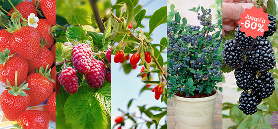 5 variétés de fruits rouges de -55% jusqu'à -60% de remise !