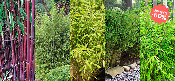 5 variétés de bambous jusqu'à -60% de remise !