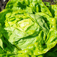 Laitue pommée Merveille d'hiver - Lactuca sativa merveille d'hiver - Bakker