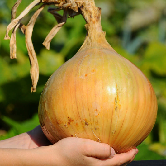 Oignon The Kelsae - Bakker