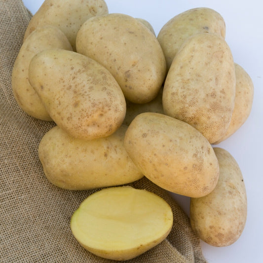 Pomme de terre Mona Lisa - Bakker