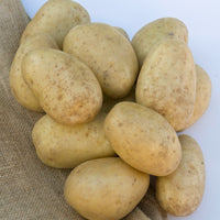 Pomme de terre Mona Lisa - Solanum tuberosum mona lisa - Bakker