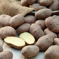 Pomme de terre Désirée - Solanum tuberosum désirée - Bakker