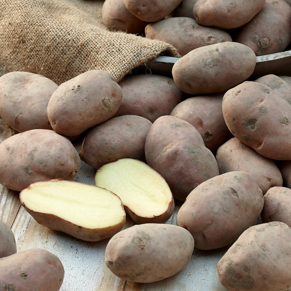 Pomme de terre Désirée - Solanum tuberosum désirée - Bakker