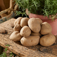 25 Pommes de terre Charlotte - Solanum tuberosum charlotte - Bakker