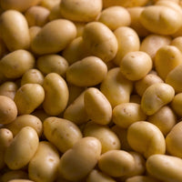 Solanum tuberosum charlotte - 25 Pommes de terre Charlotte - Plants de pommes de terre