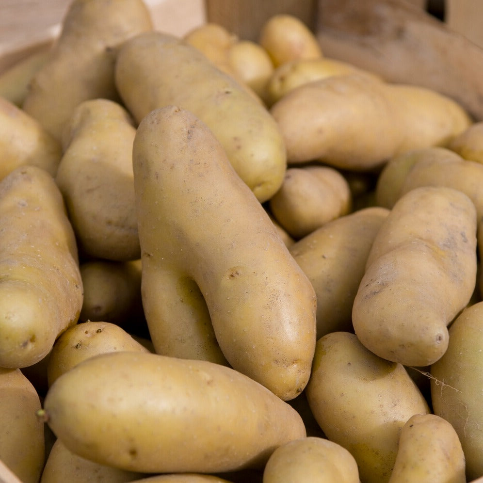 25 Pommes de terre Ratte - Solanum tuberosum ratte - Bakker