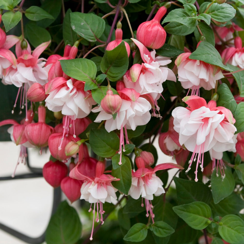 Fuchsia Bicentennial, Blue Angel, Swingtime - 6 Fuchsias retombants en mélange - Fuchsia