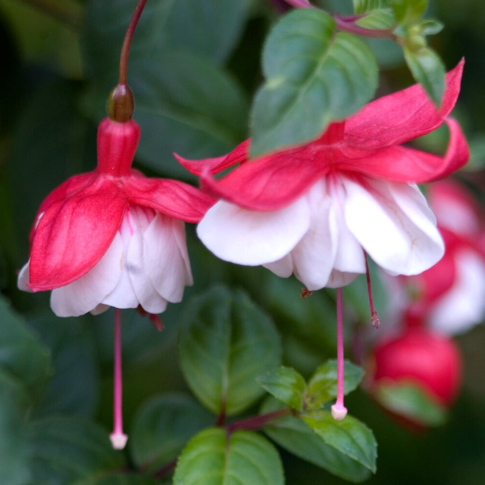 Fuchsia Swingtime - Fuchsia retombant Swingtime - Fuchsia