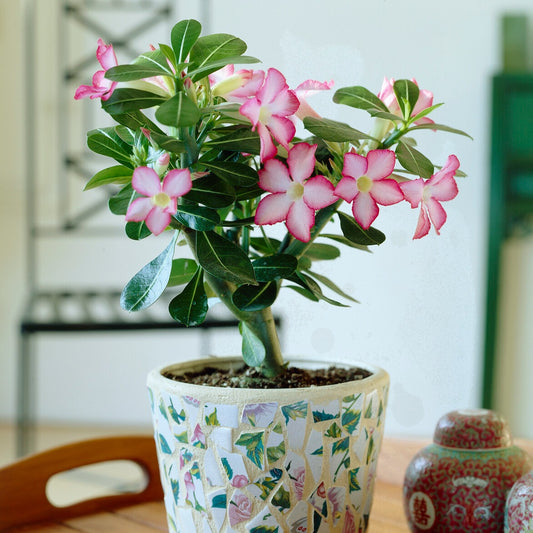 Rose du désert - Bakker